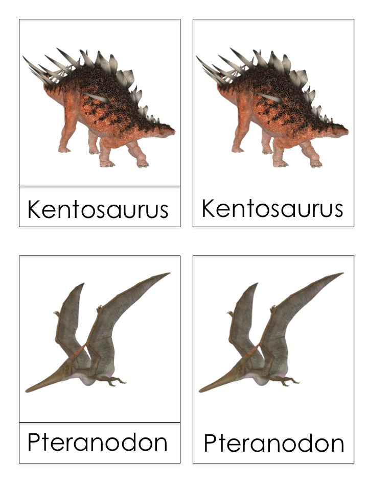 Dinosaur 3 part cards - montessorikiwi