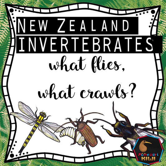 New Zealand Invertebrates - flies or crawls - montessorikiwi