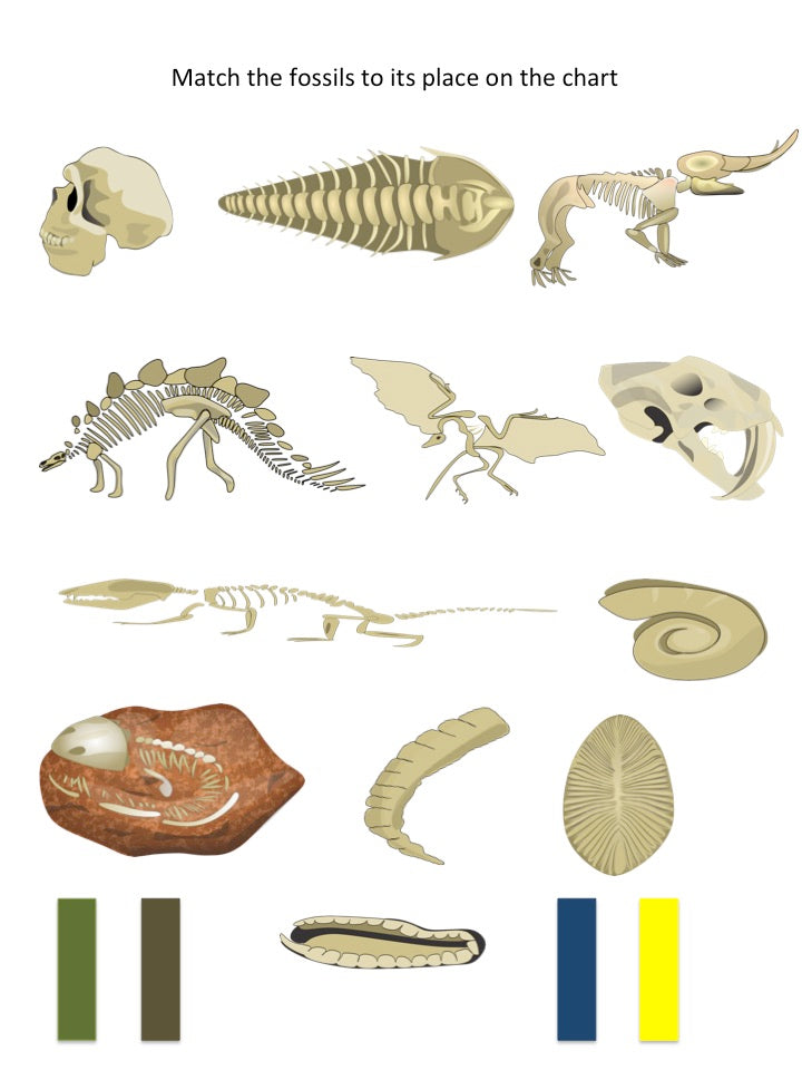 Fossils of Different Eras (cosmic) - montessorikiwi